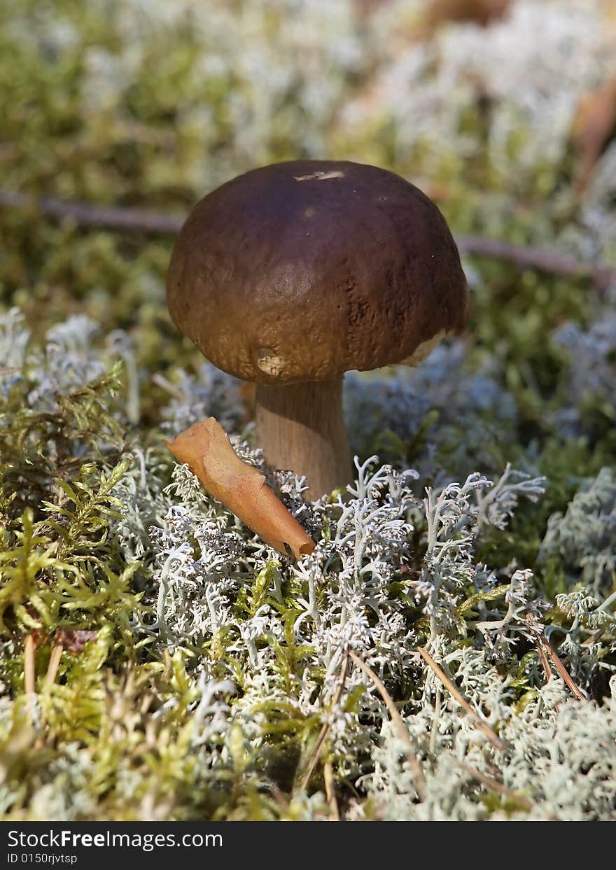 A little mushroom growing among moss in pine forest near town Vologda. A little mushroom growing among moss in pine forest near town Vologda