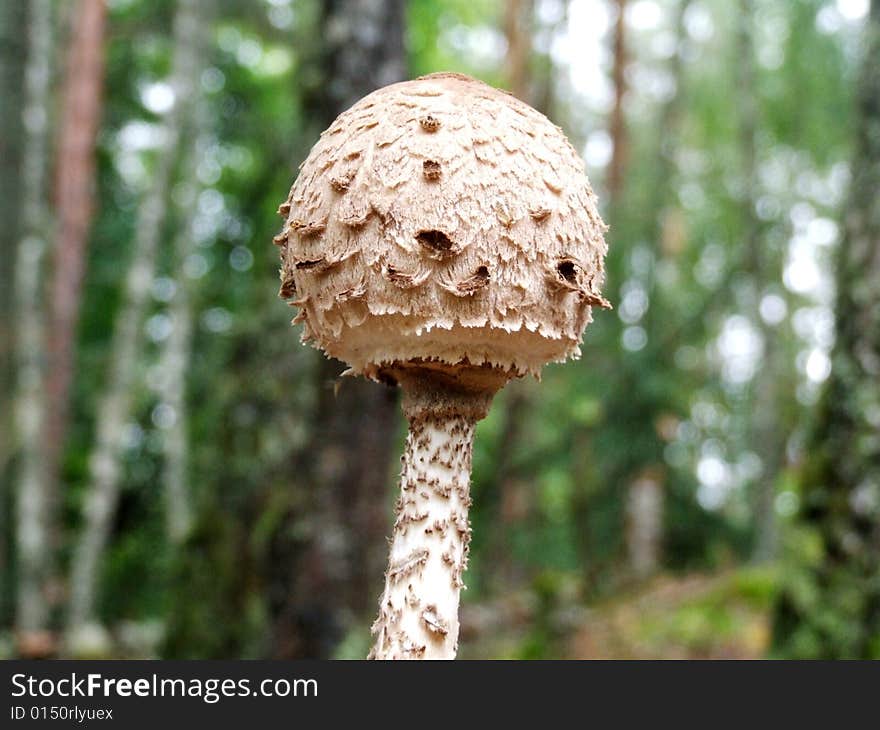 Russian Umbrella mushroom on the forest background.