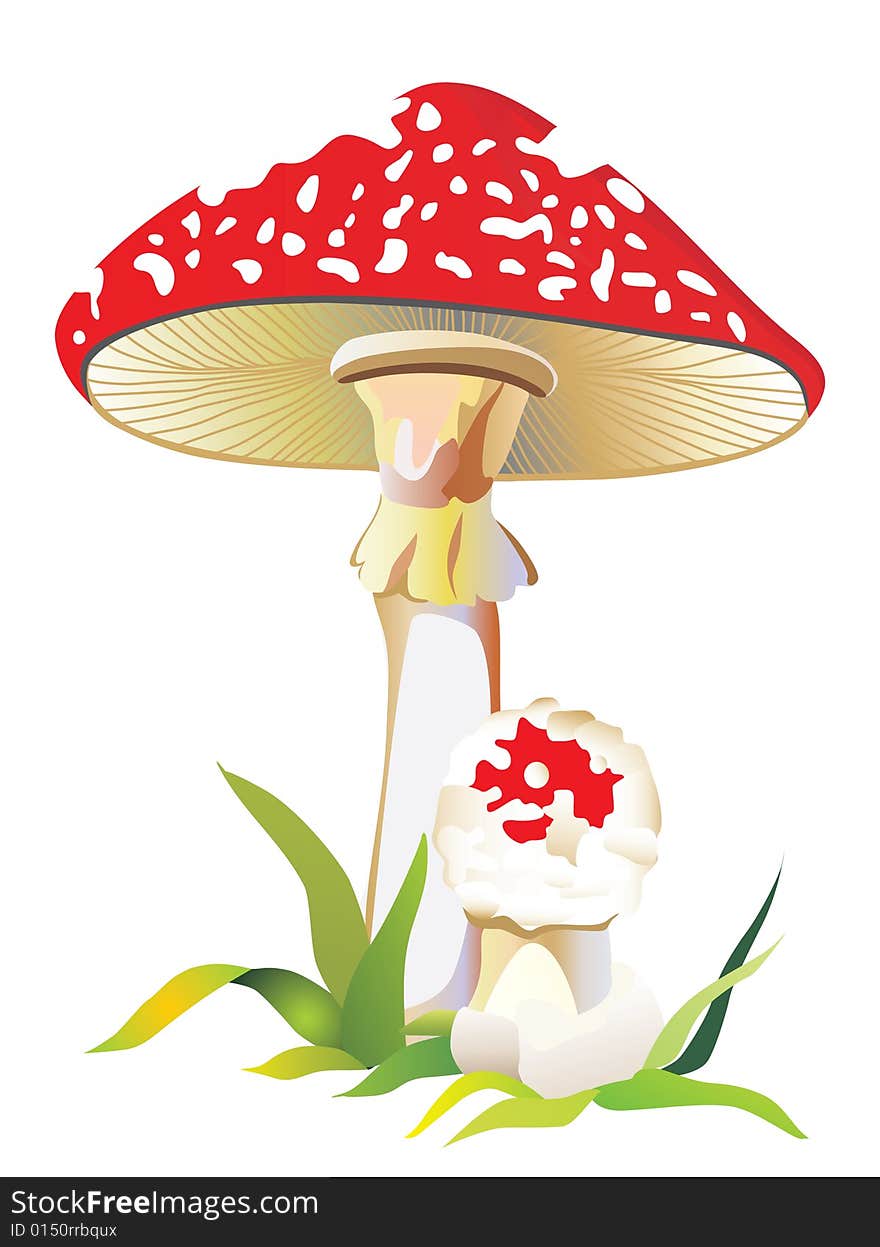 Fly agaric in a grass