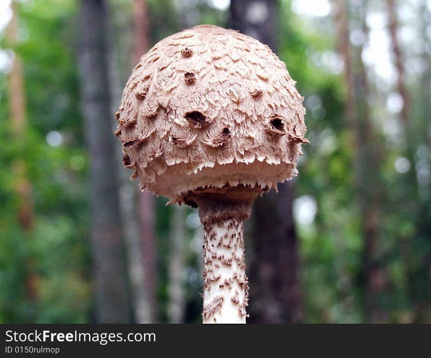 Russian Umbrella mushroom on the forest background.