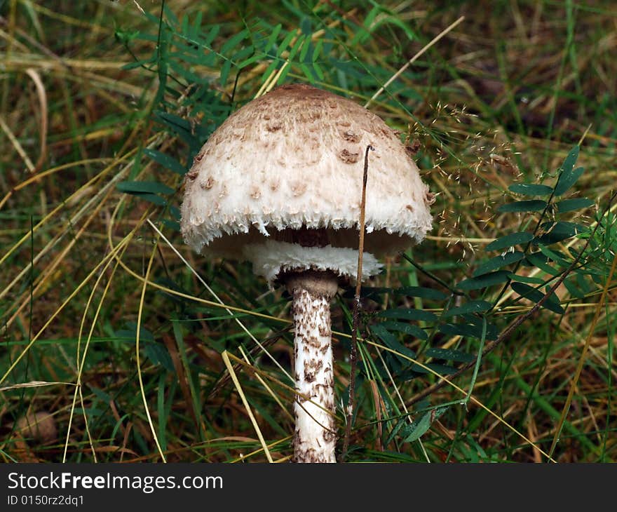 Russian Umbrella mushroom on the forest background.