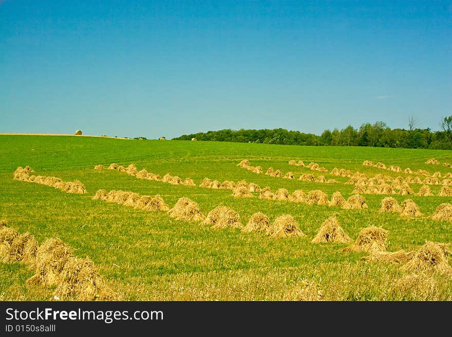 Reaped straw field with rows of straw. Reaped straw field with rows of straw