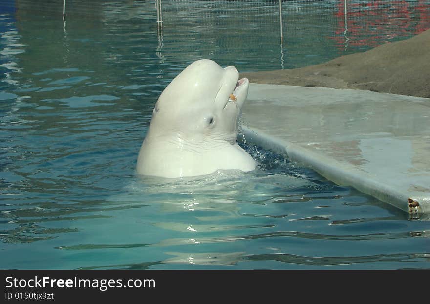 White whale Delphinapterus leucas