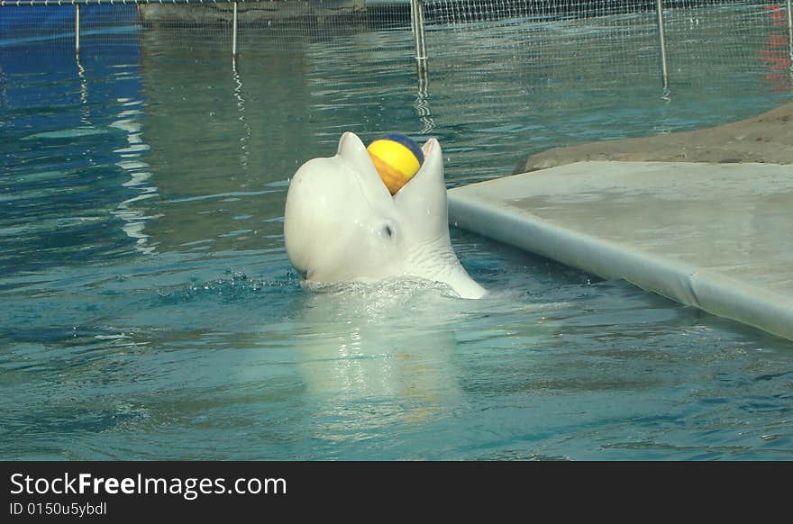 White whale Delphinapterus leucas