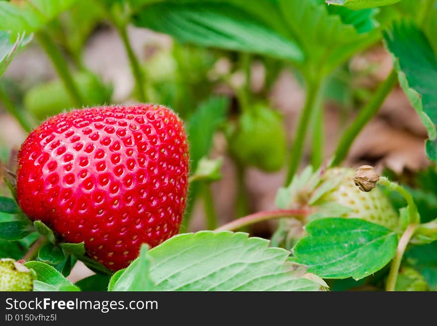 Close up of a delicious strawberry