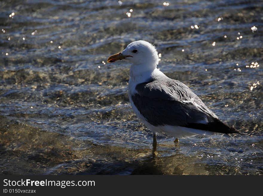 Seagull walking around in the water