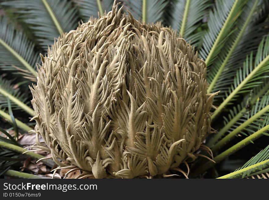 Sprouts of date palm in the garden during the summer. Sprouts of date palm in the garden during the summer