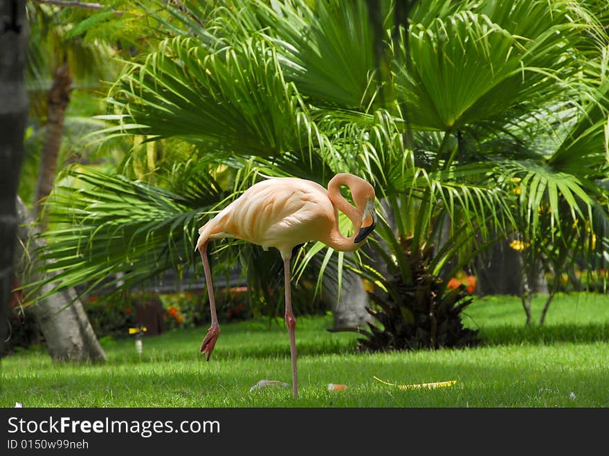 A view with a Flamingo profile, in the Garden. A view with a Flamingo profile, in the Garden