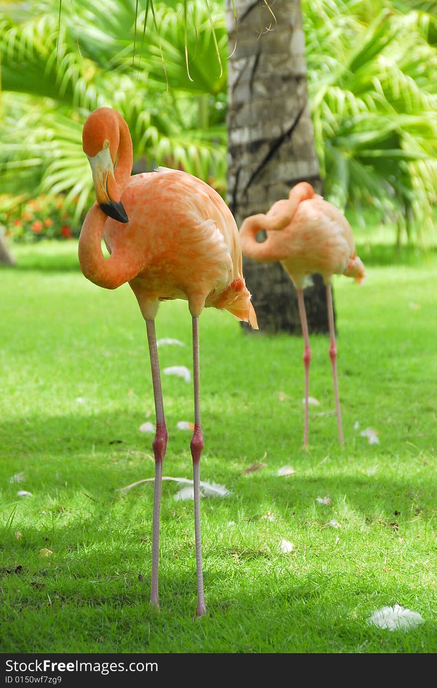 Flamingos in the sun in tropical garden