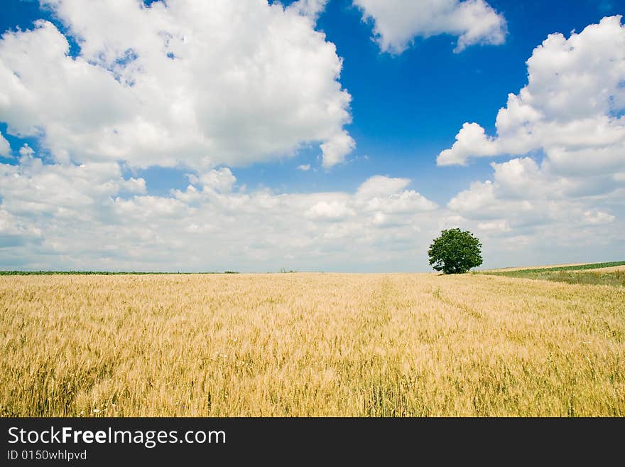 Wheat field and single tree landscape