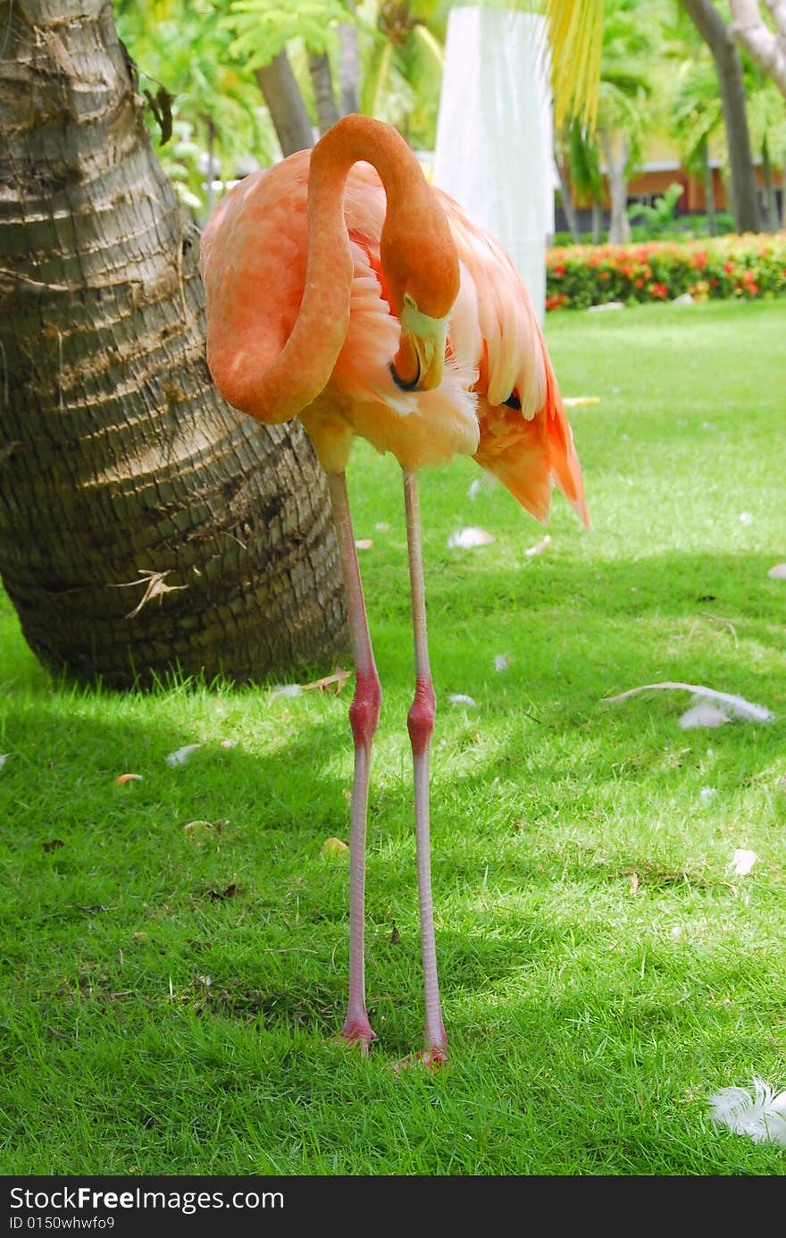 Flamingo in the sun in tropical garden