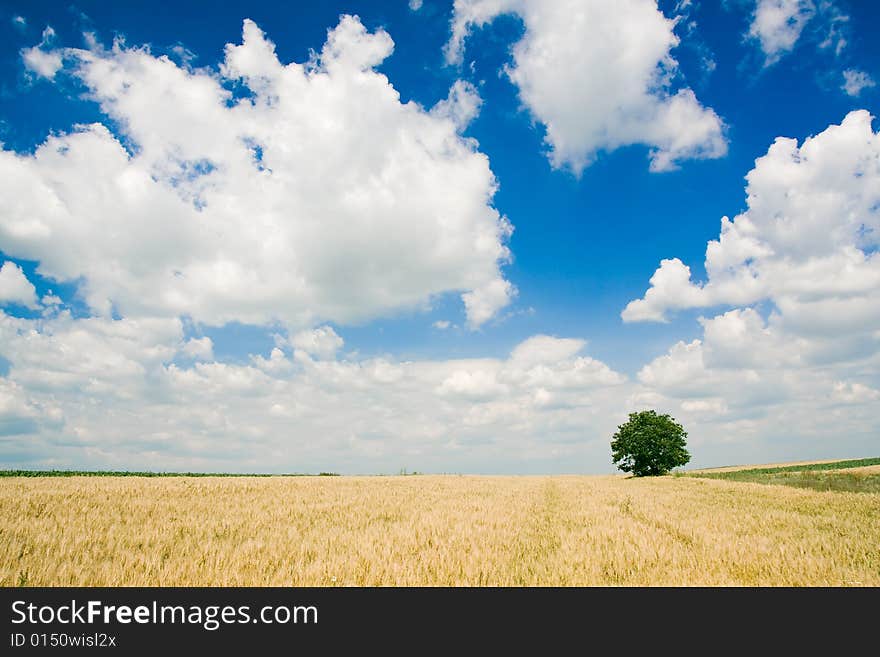 Wheat field and single tree landscape