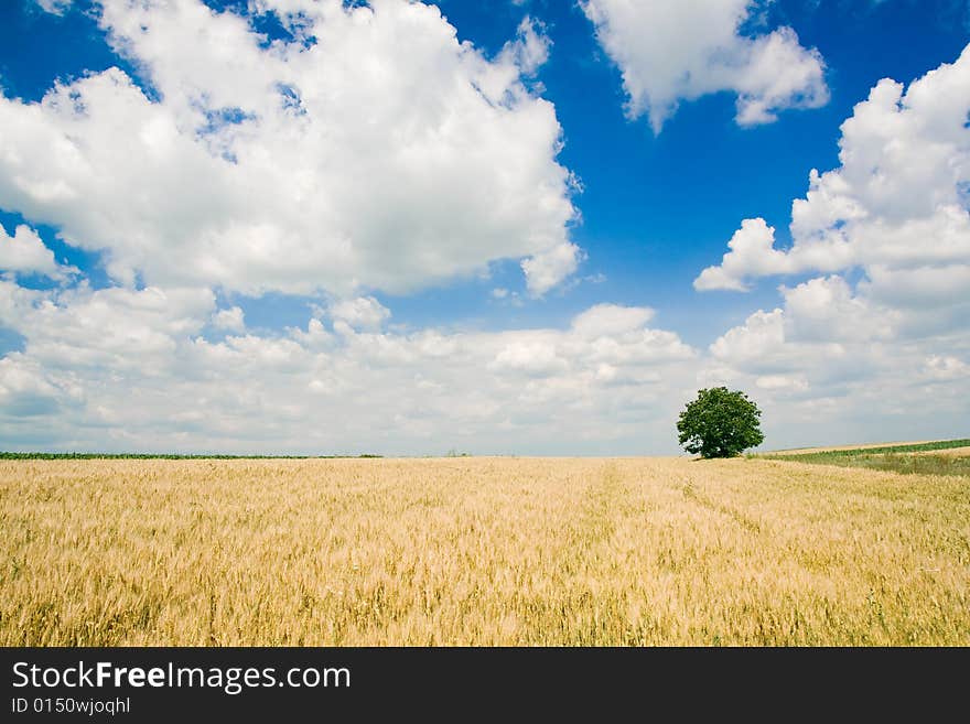 Wheat field and single tree landscape