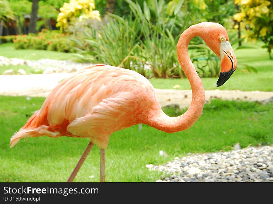 Flamingo pink profile in the sun in tropical garden. Flamingo pink profile in the sun in tropical garden