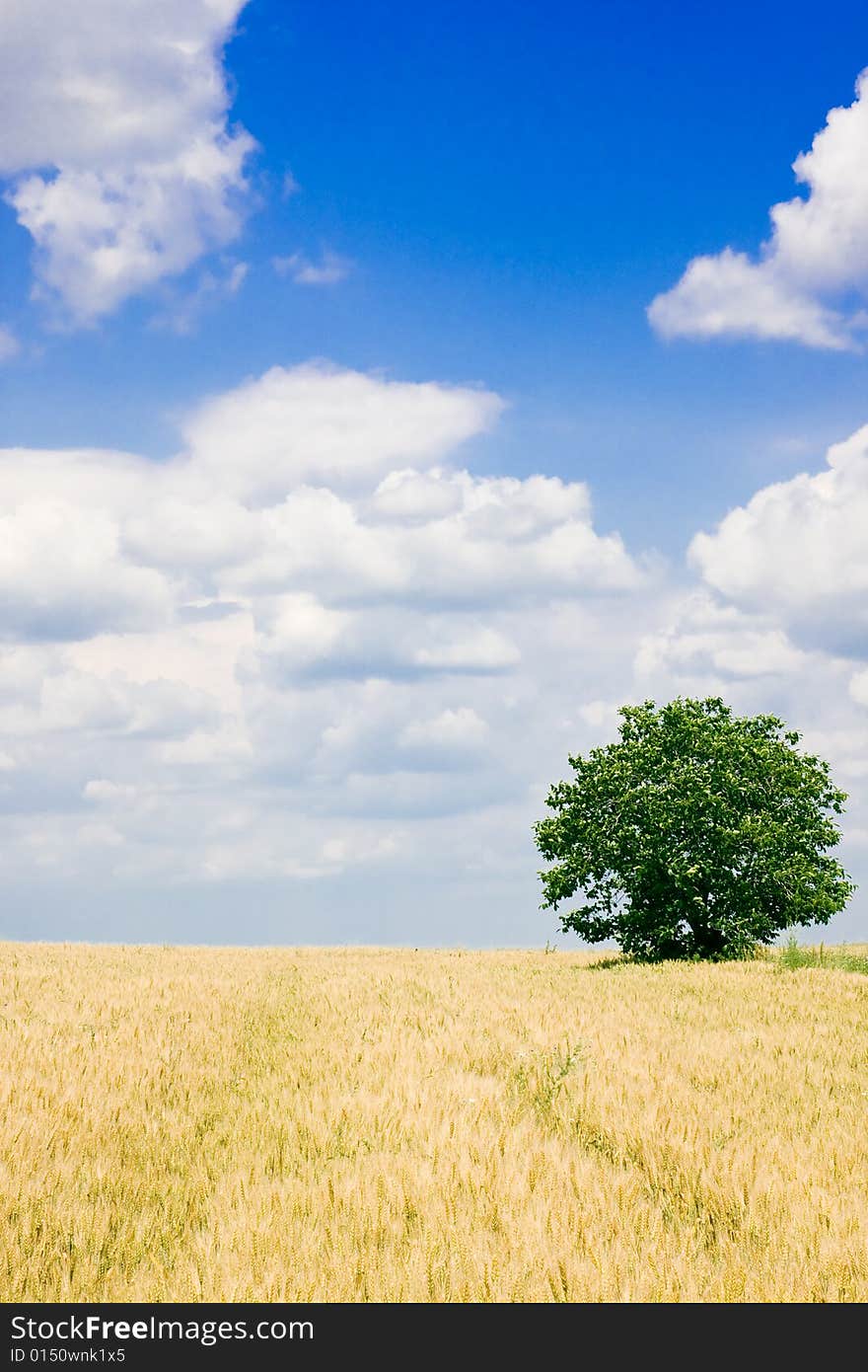 Wheat field and single tree landscape