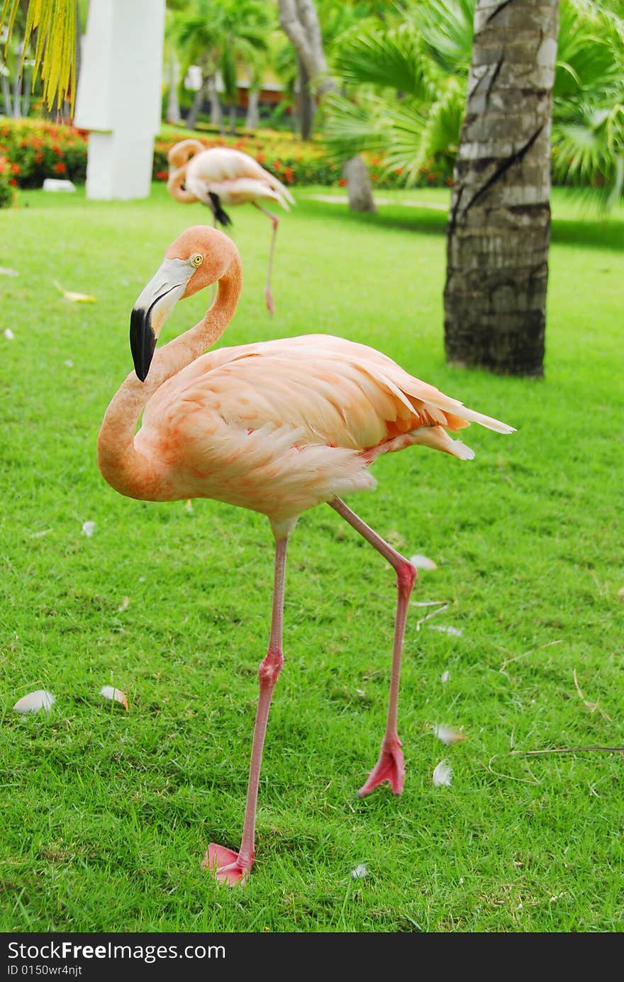 Pink flamingos in tropical garden