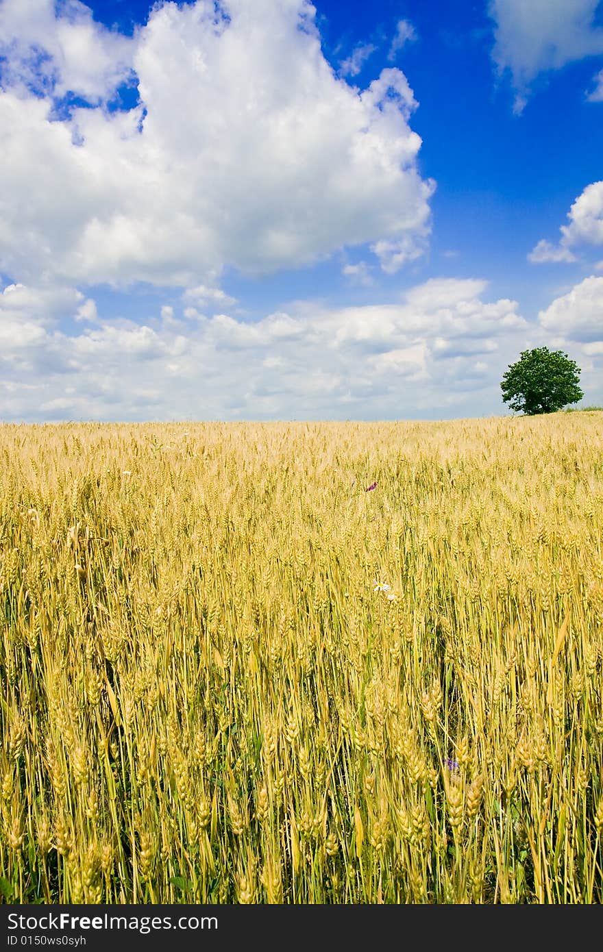 Wheat field and single tree landscape