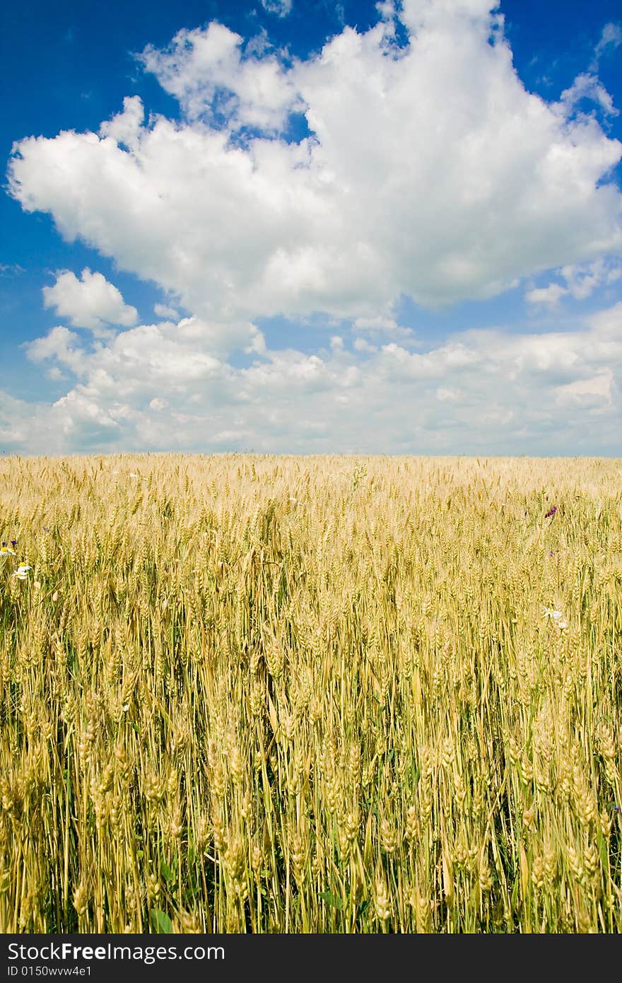 Wheat field under blue sky