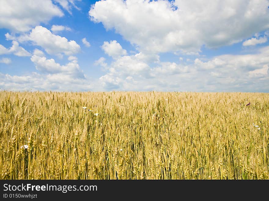 Wheat field under blue sky