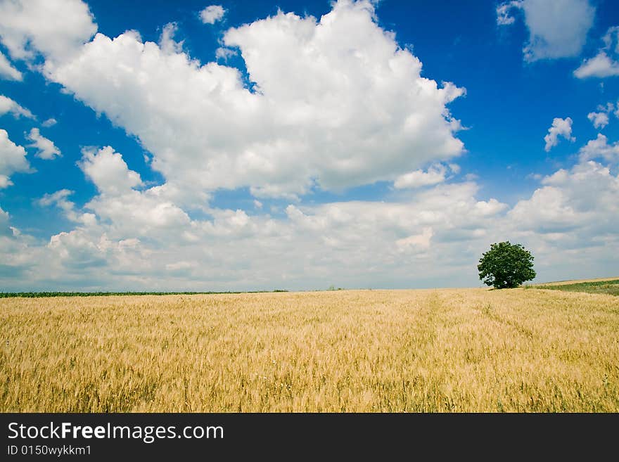 Wheat field and single tree landscape