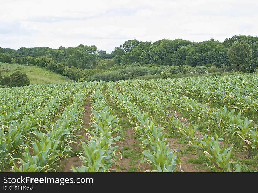 Field with parallel lines