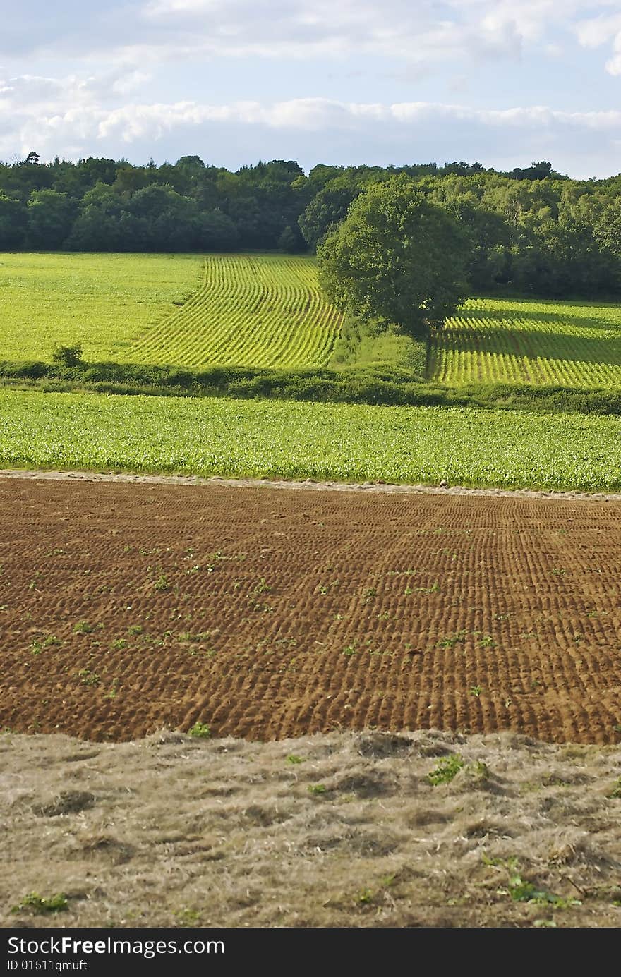 Parallel lines of foliage and plough lines march off into the distance in summer time field. Parallel lines of foliage and plough lines march off into the distance in summer time field