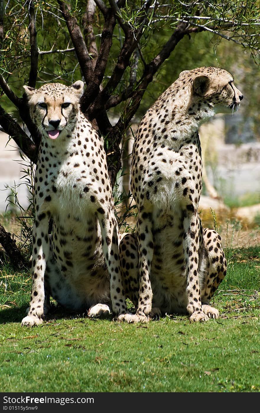 Two cheetahs