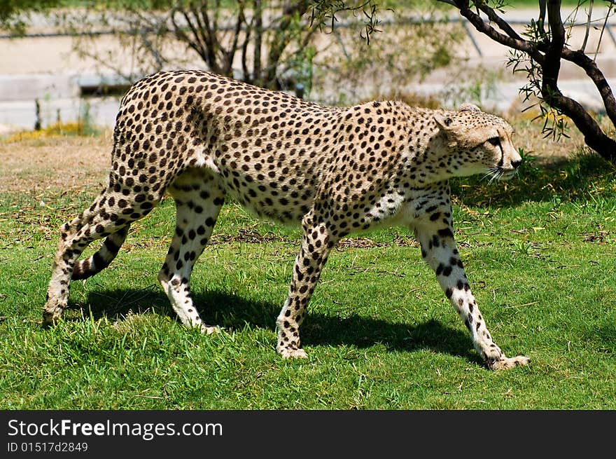 Adult cheetah cat walking on the grass