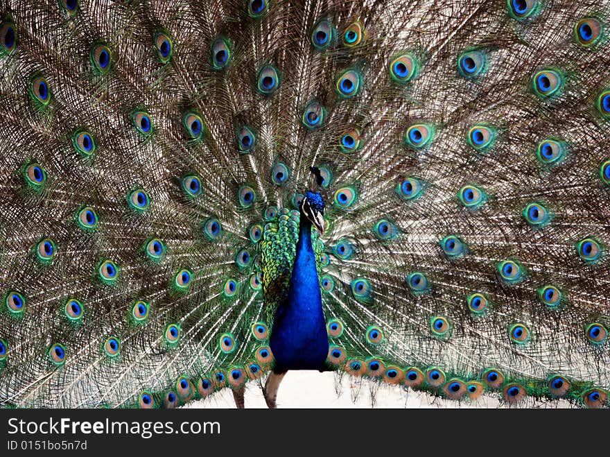 Peacock