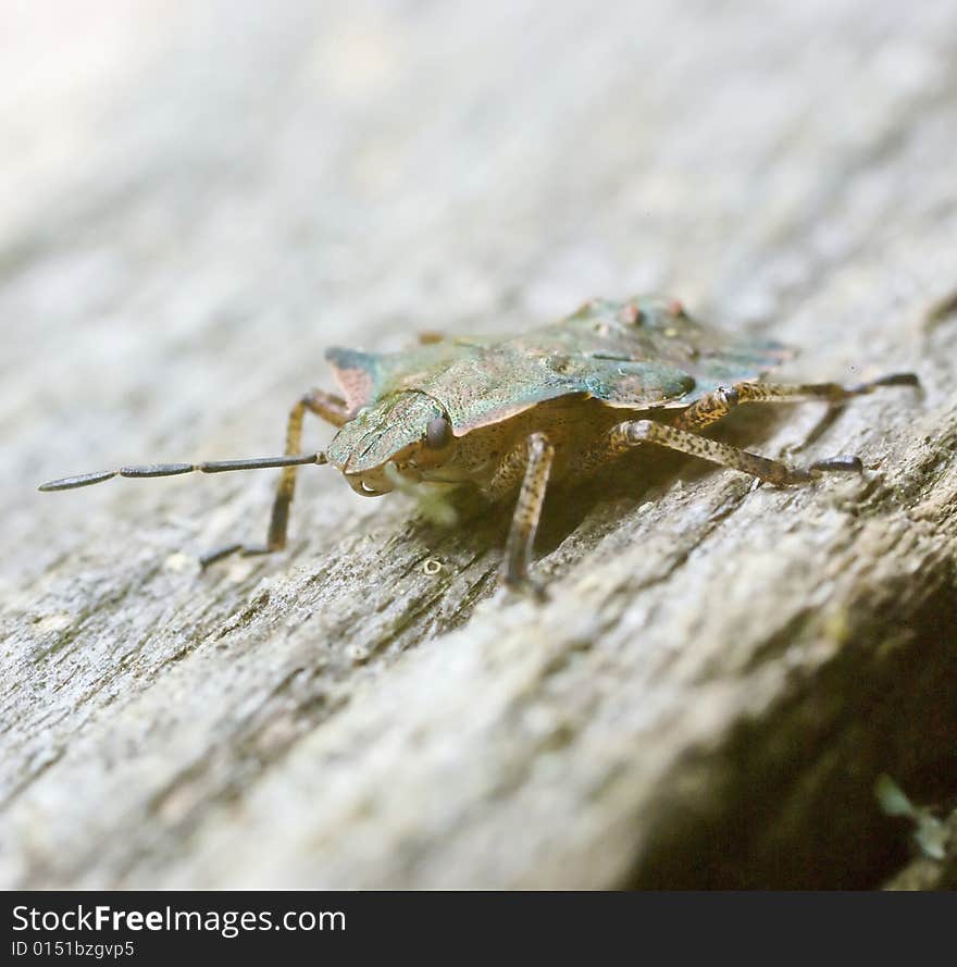 Shield Bug Macro Front