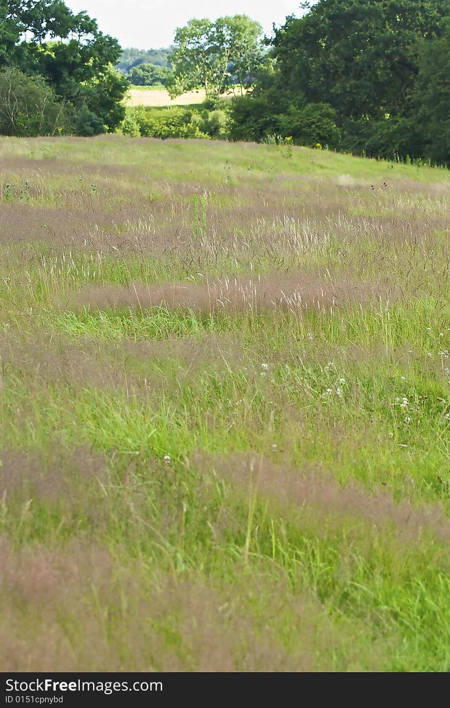 Purple grasses growing in a field in a british high summer afternoon. Purple grasses growing in a field in a british high summer afternoon