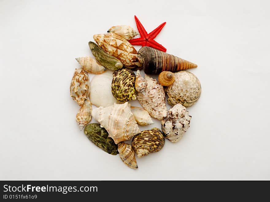 A Collection Of Seashells