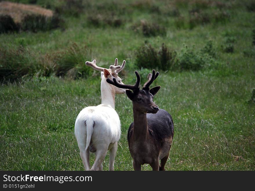 Two contrast deer white and brawn on the green grass. . Two contrast deer white and brawn on the green grass.