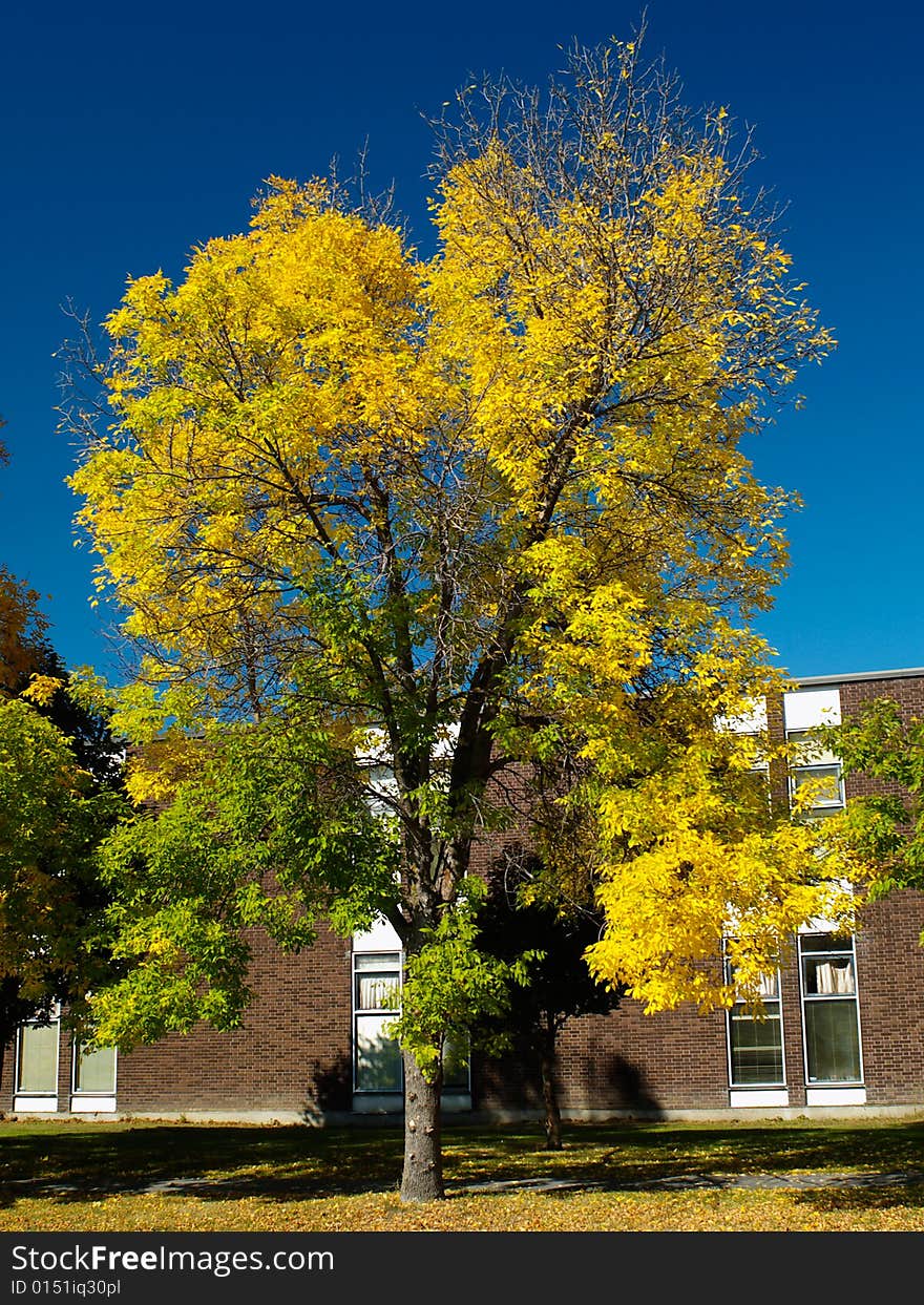 Autumn tree in a high school