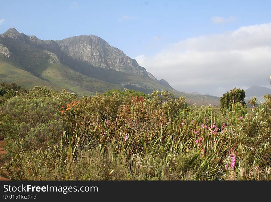 A view of the Hottentots Holland Mountains near Somerset West in the Cape province of South Africa. You can see the fynbos in the foreground of the photo.