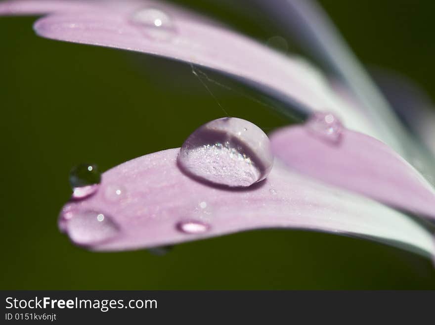 A raindrop balance on the petal of a purple daisy. A raindrop balance on the petal of a purple daisy