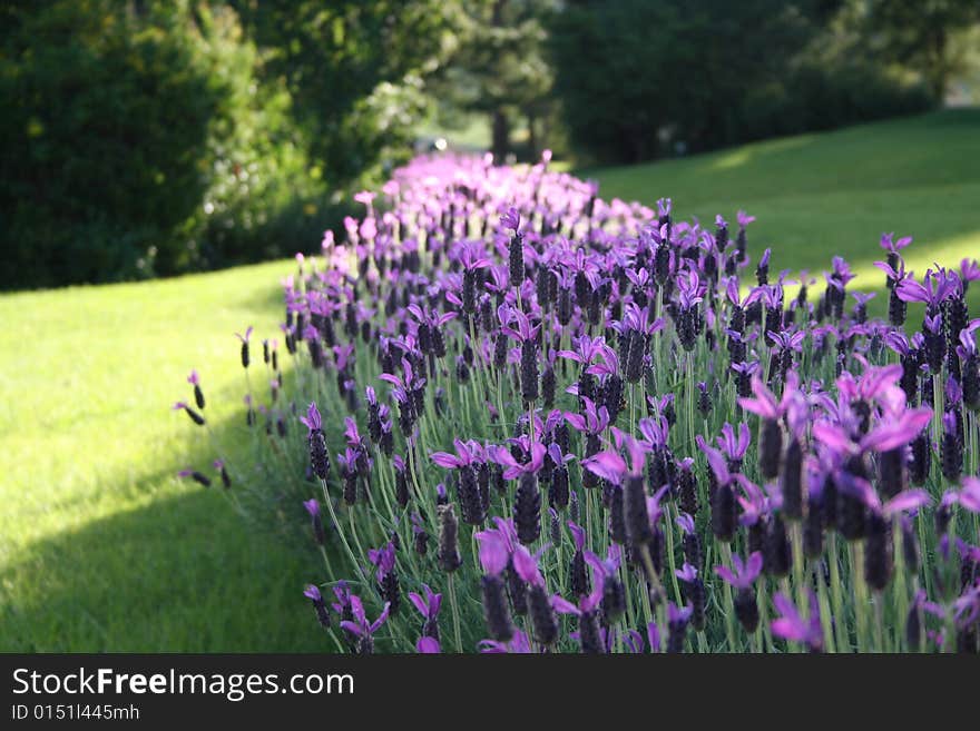 A row of lavender flowers fading into the distance.