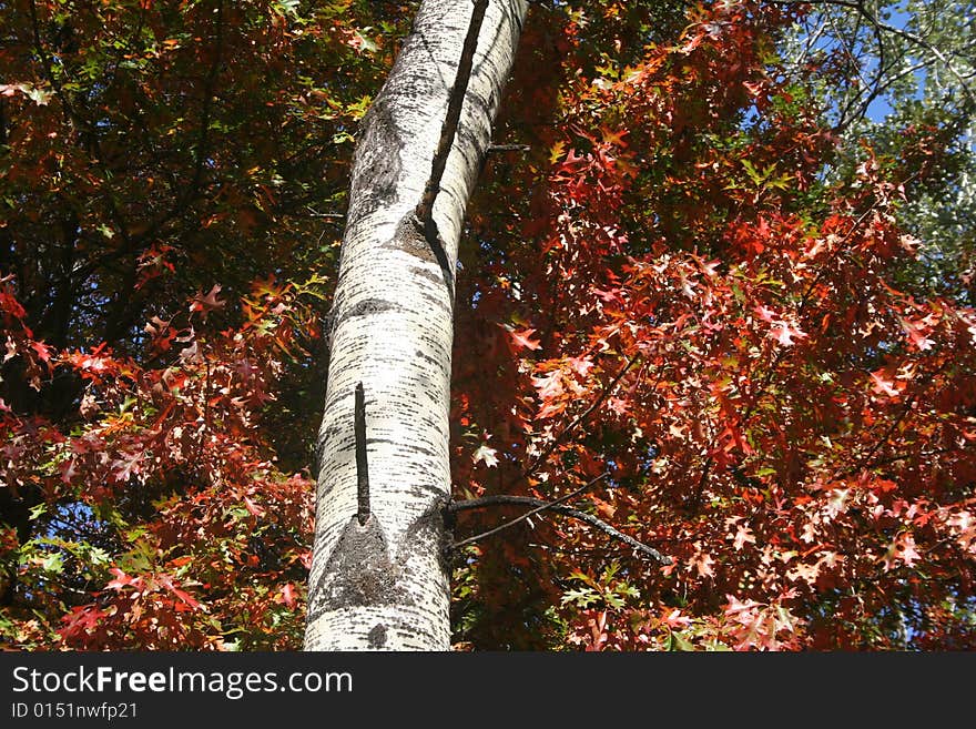 A photo of some red autumn leaves. A tree truck in the foreground creates some accent in the photo.