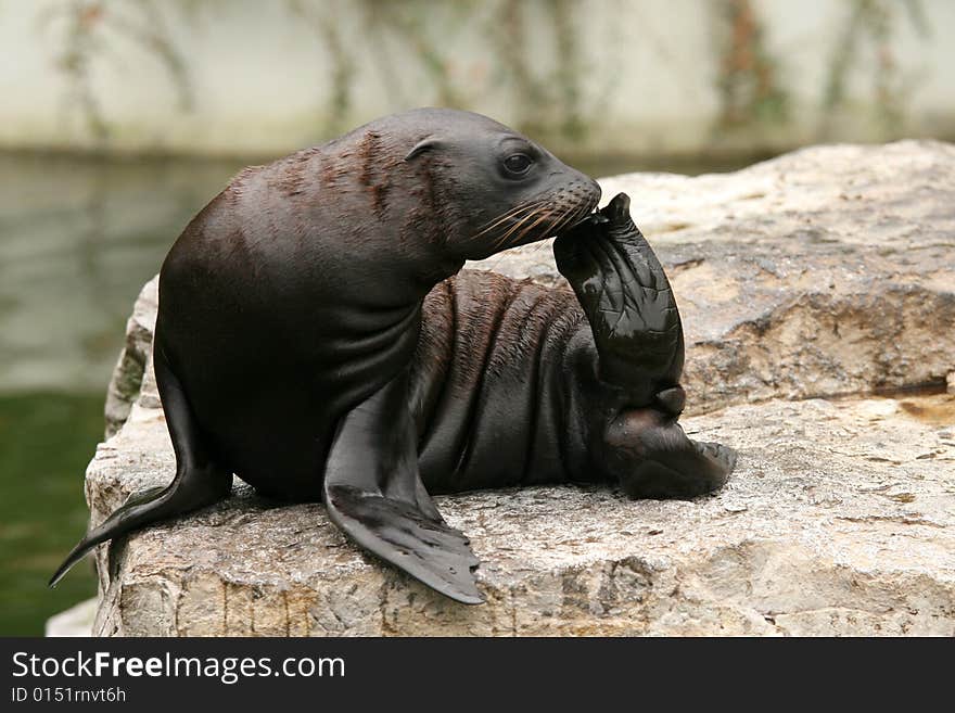 Baby sea-lion