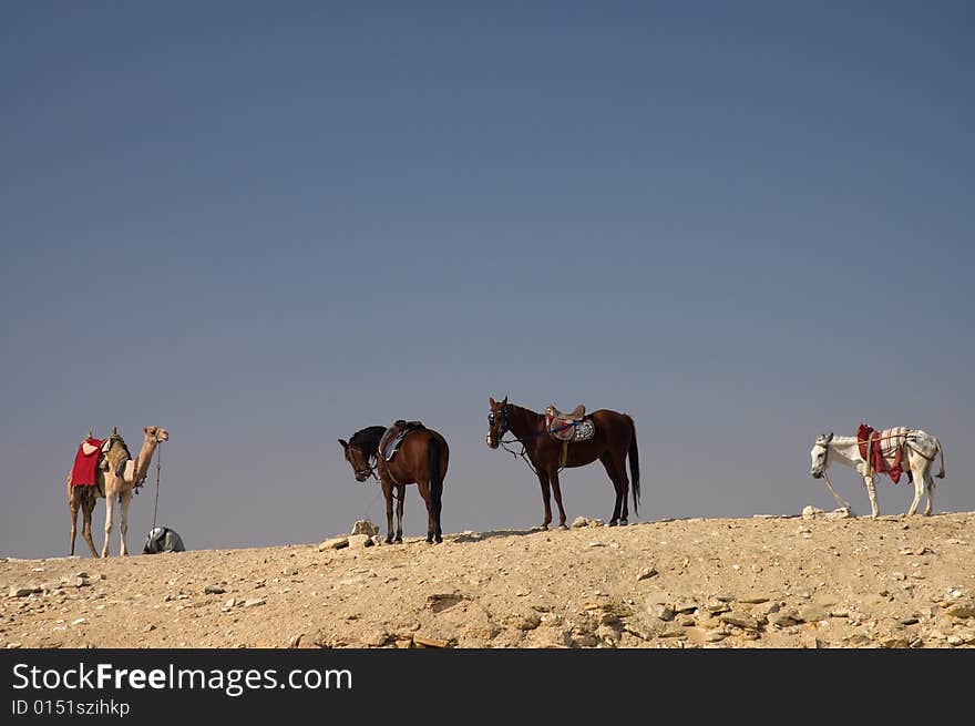 Resting camels and horses