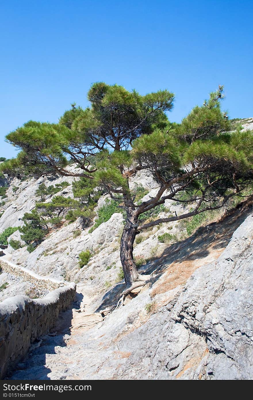 Tree in mountains. Ukraine. Southern coast of Crimea.