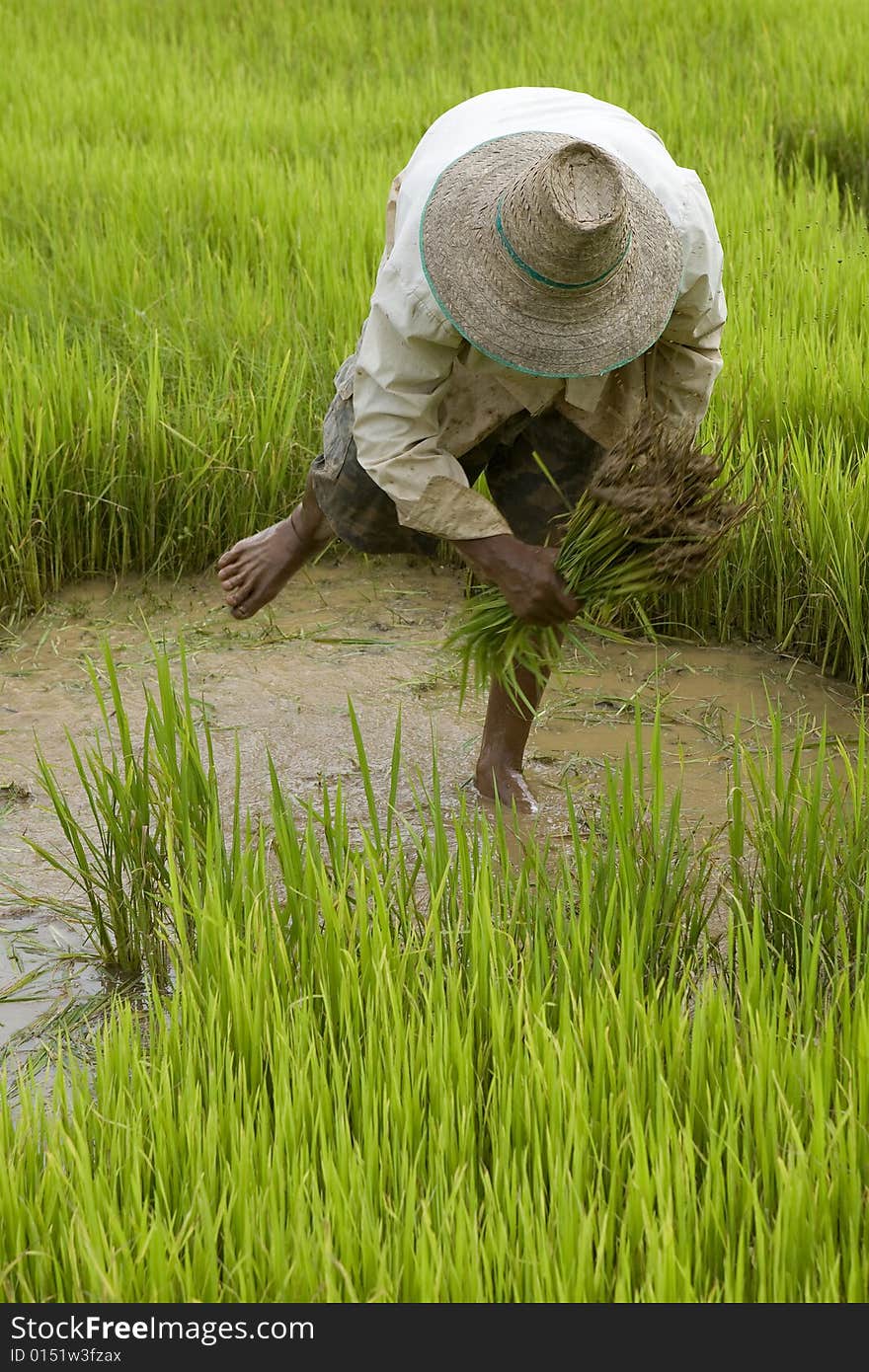 Work On The Paddy-field In Asia