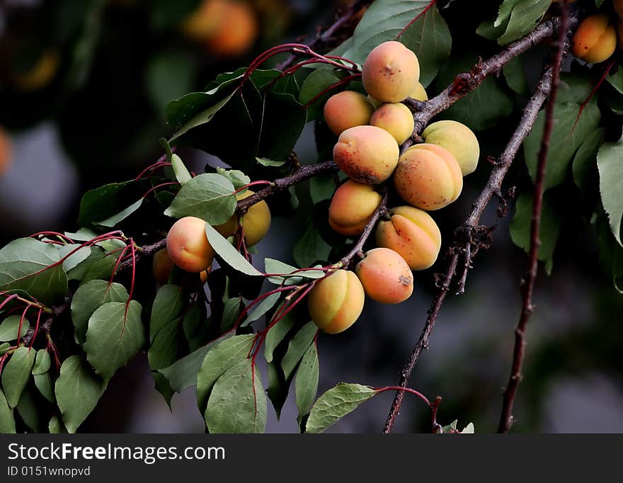 Ripe yellow apricots on the branch of apricot-tree. Narrow depth of field.