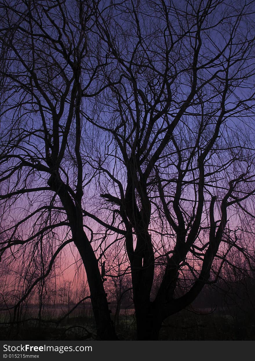 Trees In The Sunrise