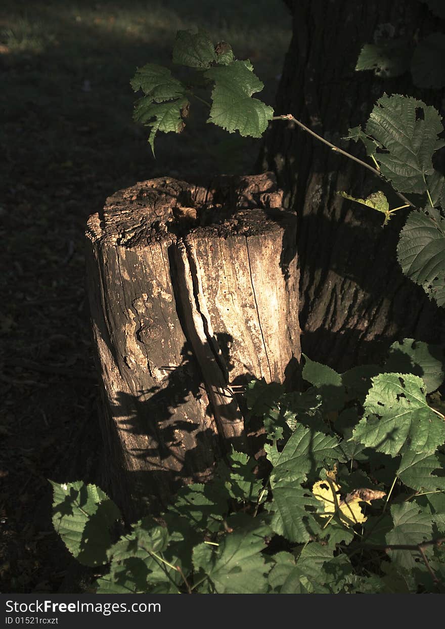 Stump