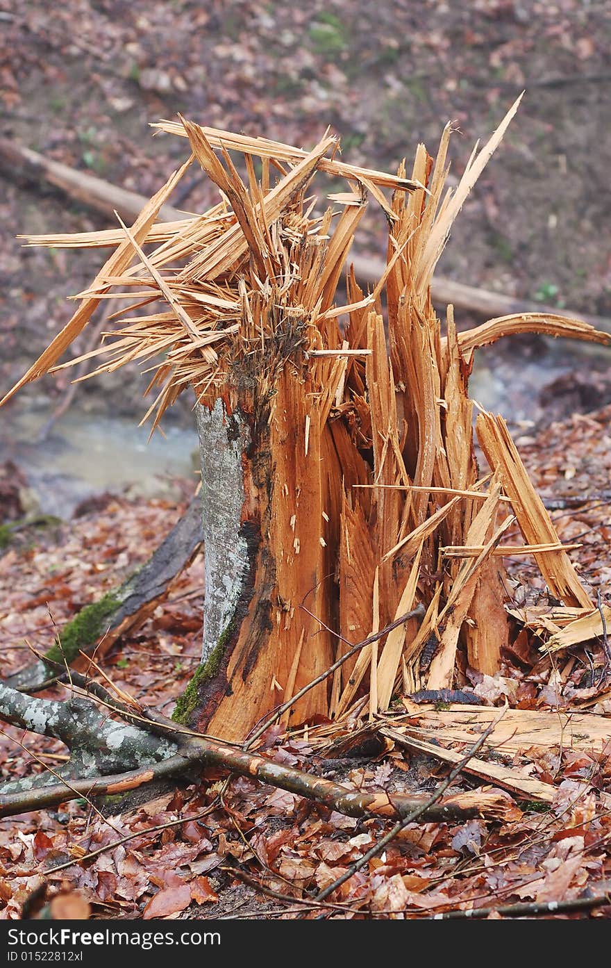 Broken stump in the misty forest. Broken stump in the misty forest.