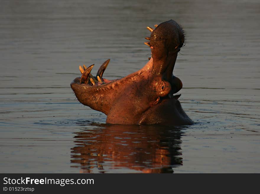 Hippopotamus with open mouth showing teeth, reflection is water