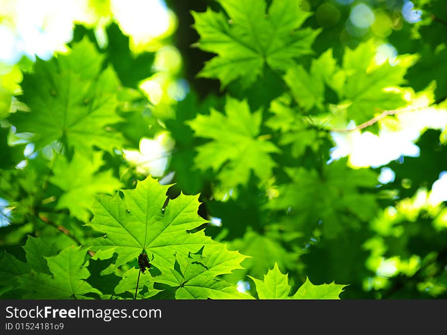 Green leaves background in sunny day