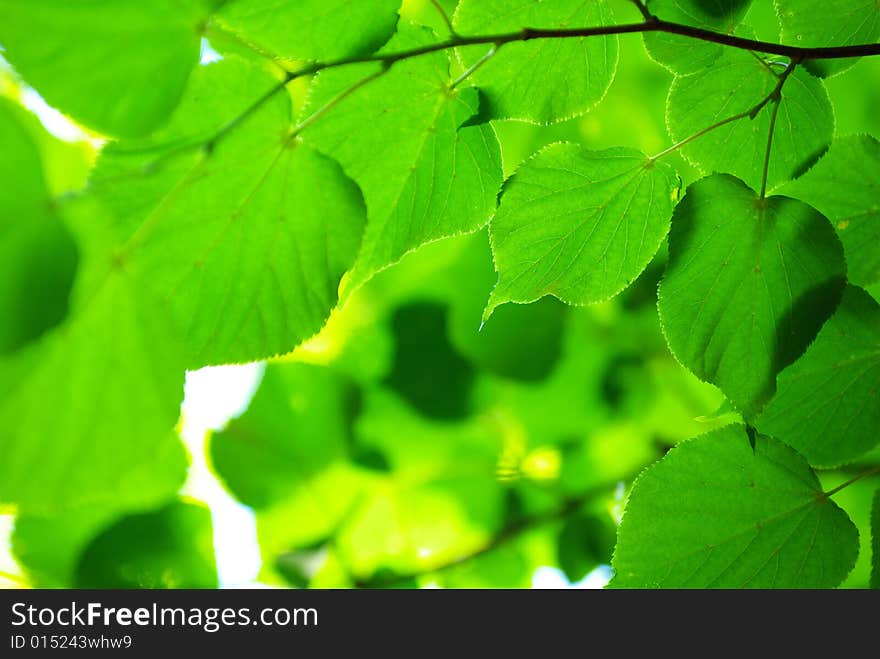 Green leaves background in sunny day