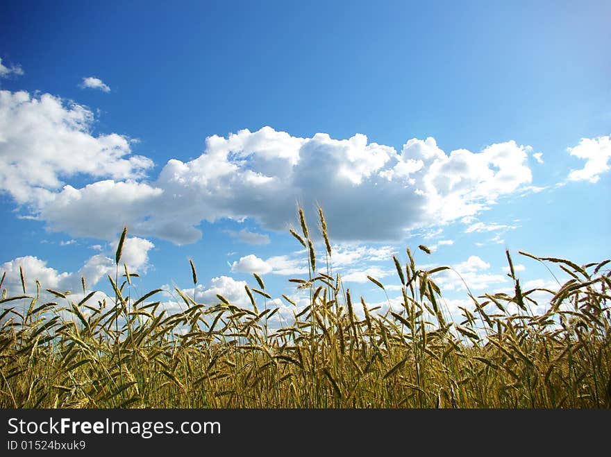 Wheats ears against the blue sky